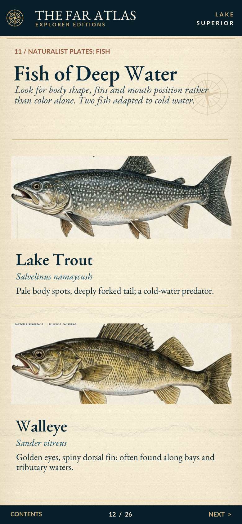 Inside the Far Atlas, naturalist fish illustration
